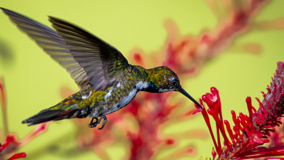 Sabiduría de las Plantas